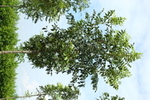 Fraxinus excelsior 'Altena'