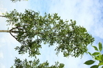 Fraxinus excelsior 'Atlas'