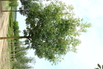 Fraxinus excelsior 'Jaspidea'