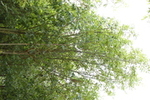 Fraxinus excelsior 'Westhof's Glorie'