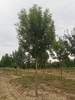 Fraxinus excelsior