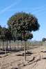 Fraxinus ornus 'Mecsek'
