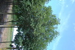 Fraxinus ornus