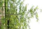 Gleditsia triacanthos 'Moraine'