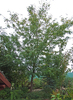 Gleditsia triacanthos 'Skyline'