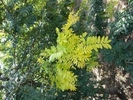 Gleditsia triacanthos 'Sunburst'