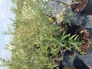 Hippophae rhamnoides 'Pollmix'
