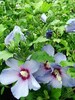 Hibiscus syriacus 'Bluebird'