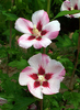 Hibiscus syriacus 'Hamabo'