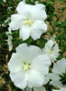 Hibiscus syriacus 'William R. Smith'