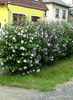 Hibiscus syriacus