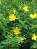 Hypericum 'Hidcote'