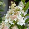 Hydrangea paniculata 'Confetti'