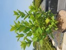 Hydrangea paniculata 'Limelight'