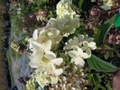 Hydrangea paniculata 'Magical Candle'