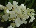 Hydrangea paniculata 'Tardiva'