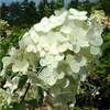 Hydrangea paniculata 'Unique'