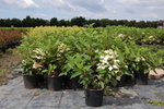 Hydrangea paniculata 'Wim's Red'