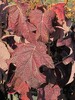 Hydrangea quercifolia
