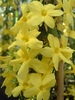 Jasminum nudiflorum