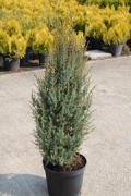Juniperus communis 'Hibernica'