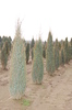 Juniperus communis 'Sentinel'