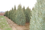 Juniperus communis 'Suecica'