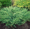 Juniperus horizontalis 'Andorra Compact'