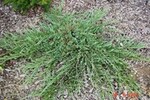 Juniperus horizontalis 'Wiltonii'