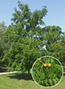 Juglans nigra