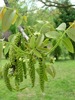 Juglans regia