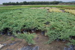 Juniperus sabina 'Tamariscifolia'