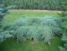 Juniperus squamata 'Blue Carpet'