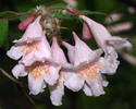 Kolkwitzia amabilis 'Pink Cloud'