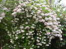 Kolkwitzia amabilis