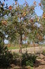 Koelreuteria paniculata