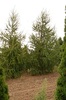 Larix decidua
