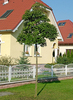 Ligustrum ovalifolium 'Góliát'