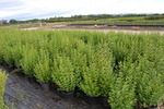 Ligustrum ovalifolium 'Miki Nagylevelü'