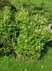 Ligustrum ovalifolium 'Nünü'