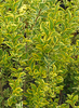 Ligustrum ovalifolium 'Zafir'