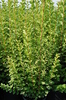 Ligustrum ovalifolium