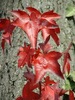 Liquidambar styraciflua