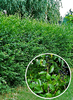 Ligustrum vulgare