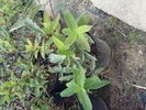 Lonicera kamtschatica 'Kalinka'