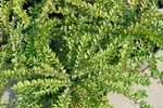Lonicera nitida 'Maigrün'