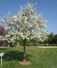 Malus 'Evereste'