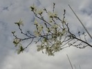 Magnolia kobus
