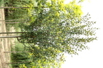 Malus 'Mokum'