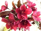 Malus 'Royalti'